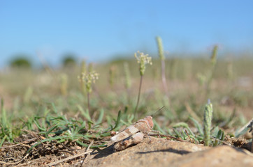 Blue-winged grasshopper on sand