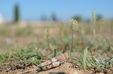 Blue-winged grasshopper