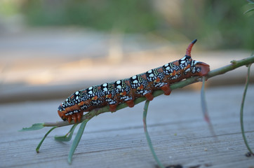 Caterpillar of spurge hawk-moth