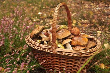 koszyk z grzybami