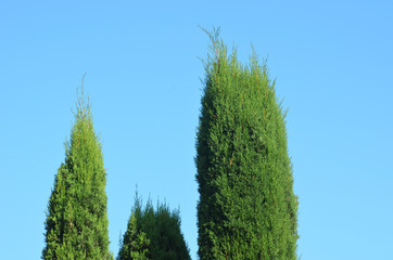 Fototapeta premium Cypress trees