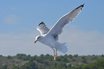 flying gull