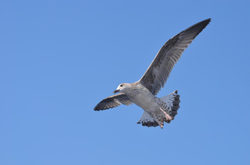 Obraz premium flying gull