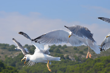 Obraz premium flying gull