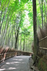 嵯峨野　竹林の道