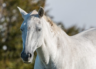cheval gris