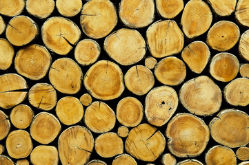 Cross section of the timber for the background