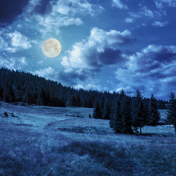 coniferous forest on a  mountain slope in moon linght