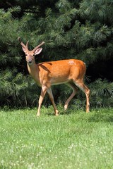 White-tailed Deer Buck