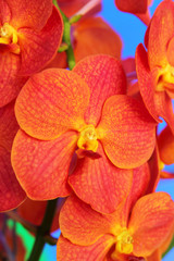 Fototapeta na wymiar orange orchid flowers in the nature