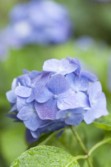 雨あがりのアジサイの花