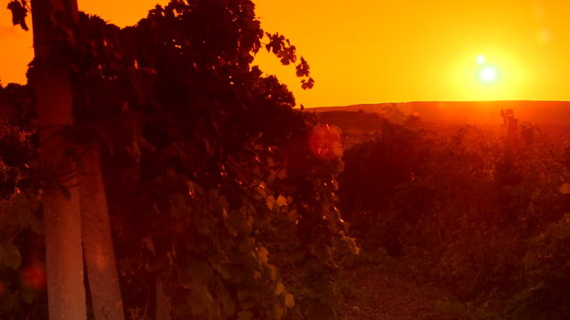 Glow of sunset over vineyard valley pan shot