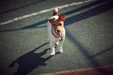 young Jack Russel Terrier walking