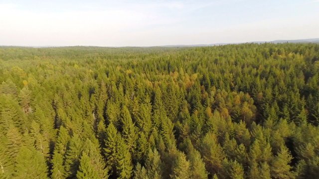 Flying high above spruce forest