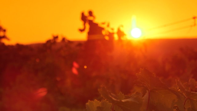 Grape leaves shining in rays of the setting sun over vineyard