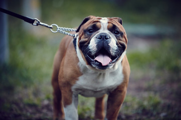 english bulldog on leash