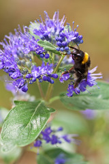 Bartblume