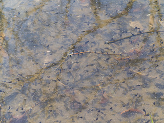 オタマジャクシがいっぱいの池