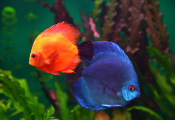 Fototapeta na wymiar red and blue discus fish