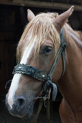 Portrait of chestnut horse