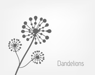 Dandelions background