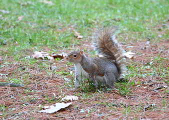 a nice example of a squirrel taken in its natural environment 