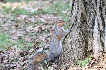 a nice example of a squirrel taken in its natural environment 