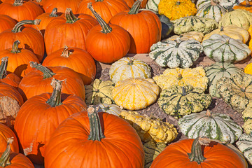 Colorful pumpkins