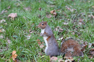 Naklejka na ściany i meble a nice example of a squirrel taken in its natural environment 