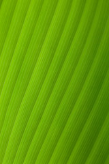green leaf background