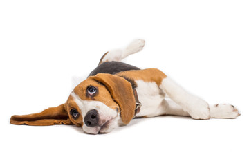 beagle dog on white background - obrazy, fototapety, plakaty