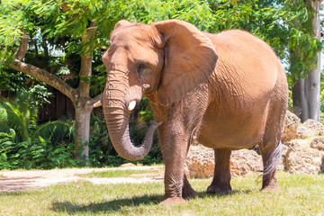 Male african elephant at the Miami MetroZoo