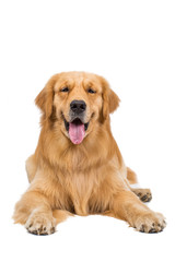 golden retriever dog sitting on isolated white background