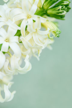 Fototapeta spring white flower on retro blue background, hyacinth