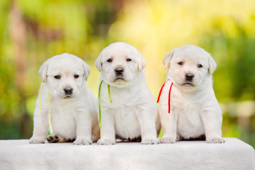 three labrador puppies