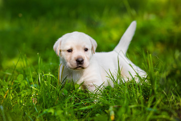 labrador puppy