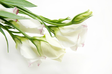 beautiful flowers in close-up shot on a white background