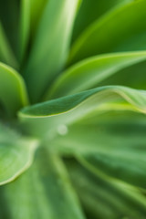 Obraz premium Agave plant leaf shapes and pleasant green colors.