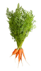 Bunch Of Fresh Carrots With Green Tops