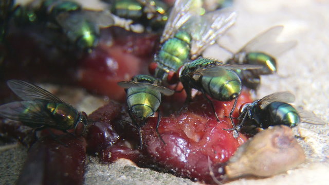 Greenbottle flies feeding on some rotten meat