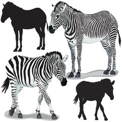 Zebras