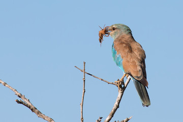 European roller in blue detail eating a scorpion on a branch