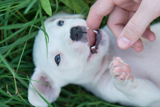 Playful cute dog