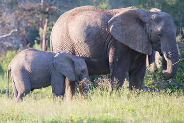 Elephant cow and small calf feeding on long grass