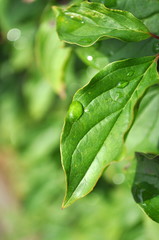 Green leaf with drop of water