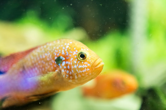 Hemichromis Lifalili Fish In Aquarium