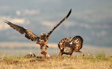 Milanos pelean por la comida
