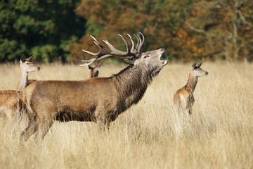 Red Deer, Deer, Cervus elaphus