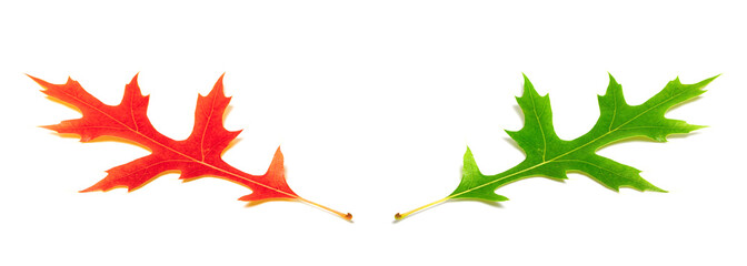 Red and green oak leafs (Quercus palustris)