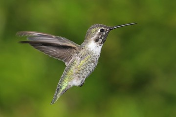 Fototapeta na wymiar Annas Hummingbird (Calypte anna)